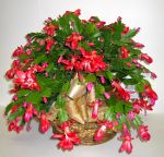 red_christmas_cactus