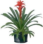 bromeliads