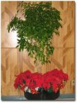 holiday_plant_2