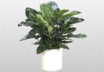 philodendron