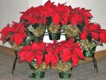 poinsettia_arch