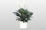 spathiphyllum