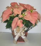 salmon_poinsettia