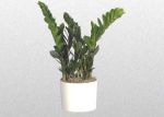 zamioculcas